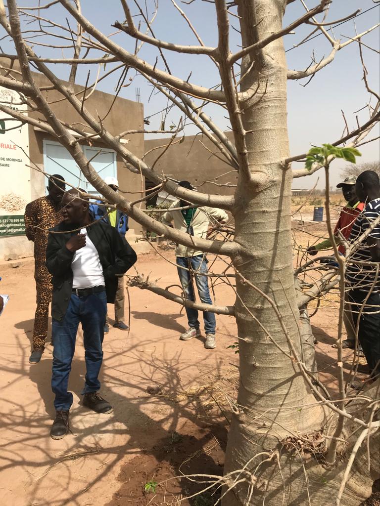 baobab senegal